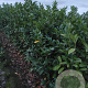 Prunus I. 'Rotundifolia' 150-175 cm met kluit