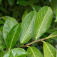 Prunus I. 'Rotundifolia' 150-175 cm met kluit