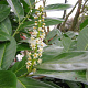 Prunus I. 'Rotundifolia' 150-175 cm met kluit