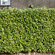 Prunus I. 'Rotundifolia' 150-175 cm met kluit
