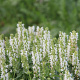 Salvia nemorosa 'Sensation Medium White' GM  P11