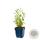 Salvia uliginosa GM  P11