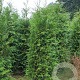 Thuja plicata 'Gelderland' 125-150 cm met kluit 40-45 haagplant