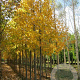 Betula lenta 18-20 HO draadkluit
