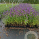 Agastache 'Black Adder' GM P9