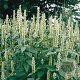 Agastache rugosa 'Alabaster' GM P9