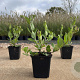 Aster ageratoides 'Asran' GM P9