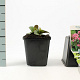 Bergenia cordifolia GM P9