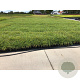 Carex morrowii 'Ice Dance' GM P9