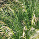 Deschampsia cespitosa GM P9