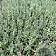 Nepeta faassenii 'Six Hills Giant' GM P9