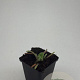 Phlomis russeliana GM P9