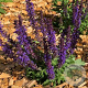 Salvia nem. 'Blaukönigin' GM P9