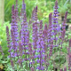 Salvia nem. 'Blaukönigin' GM P9