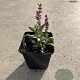 Salvia nem. 'Ostfriesland' GM P9