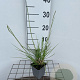 Sesleria autumnalis GM P9