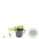 Vinca major GM P9