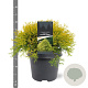 Chamaecyparis p. 'Filifera Aurea' 30-40 cm 5,0L