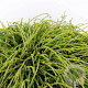 Chamaecyparis p. 'Filifera Nana' 25-30 cm 3,5L