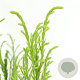 Cryptomeria j. 'Kitayama' 80-100 cm 5,0L