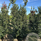 Ilex meserv. 'Blue Prince' 175-200 cm draadkluit extra