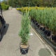 Juniperus s. 'Blue Arrow' 100-120 cm 10L