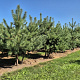 Pinus sylvestris 300-325 cm draadkluit meerjarig 140 cm stam