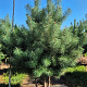 Pinus sylvestris 300-325 cm draadkluit meerjarig 140 cm stam