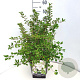 Prunus incisa 'Kojou-no-mai' 60-80 cm 10L