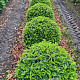 Prunus l. 'Angustifolia' 60 cm draadkluit bol