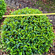 Prunus l. 'Angustifolia' 60 cm draadkluit bol