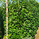 Prunus l. 'Novita' 225 cm draadkluit extra
