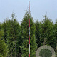 Thuja occ. 'Brabant' 300-325 cm draadkluit extra