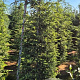 Tsuga canadensis 200-225 cm draadkluit extra