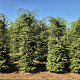 Tsuga canadensis 200-225 cm draadkluit extra