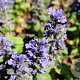 Ajuga reptans 'Catlin's Giant' GM P9