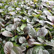 Ajuga reptans 'Catlin's Giant' GM P9