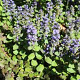 Ajuga reptans 'Catlin's Giant' GM P9