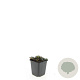 Ajuga reptans GM P9