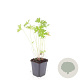Geranium 'Johnson's Blue' GM P9