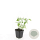 Nepeta 'Walker's Low' GM P9