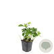 Pachysandra terminalis GM P9