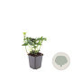 Pachysandra terminalis GM P9