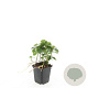 Pachysandra terminalis GM P9