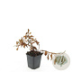 Persicaria aff. 'Darjeeling Red' GM P9