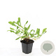 Persicaria aff. 'Darjeeling Red' GM P9