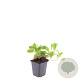 Persicaria aff. 'Darjeeling Red' GM P9