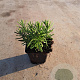 Rosmarinus officinalis GM P9