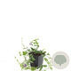 Vinca minor 'Atropurpurea' GM P9