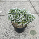 Abies koreana 'Kohout's Icebreaker' 25-30 cm 7,5L